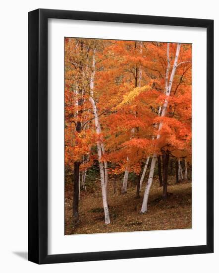 White Birch Trees in Fall, Vermont, USA-Charles Sleicher-Framed Photographic Print