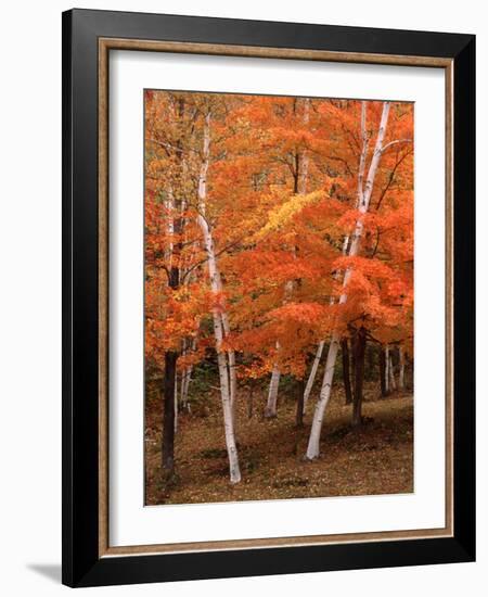 White Birch Trees in Fall, Vermont, USA-Charles Sleicher-Framed Photographic Print