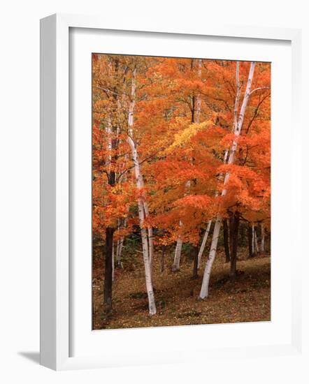 White Birch Trees in Fall, Vermont, USA-Charles Sleicher-Framed Photographic Print