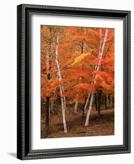 White Birch Trees in Fall, Vermont, USA-Charles Sleicher-Framed Photographic Print