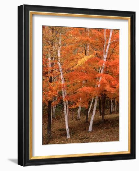 White Birch Trees in Fall, Vermont, USA-Charles Sleicher-Framed Photographic Print