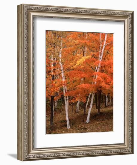 White Birch Trees in Fall, Vermont, USA-Charles Sleicher-Framed Photographic Print