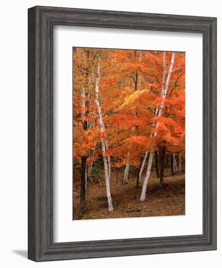 White Birch Trees in Fall, Vermont, USA-Charles Sleicher-Framed Photographic Print