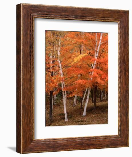 White Birch Trees in Fall, Vermont, USA-Charles Sleicher-Framed Photographic Print