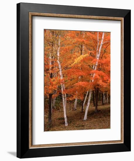 White Birch Trees in Fall, Vermont, USA-Charles Sleicher-Framed Photographic Print