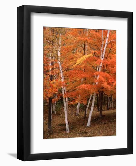 White Birch Trees in Fall, Vermont, USA-Charles Sleicher-Framed Photographic Print