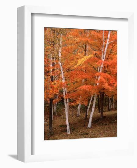 White Birch Trees in Fall, Vermont, USA-Charles Sleicher-Framed Photographic Print