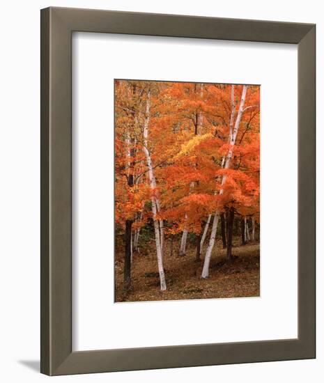 White Birch Trees in Fall, Vermont, USA-Charles Sleicher-Framed Photographic Print