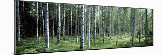 White Birches Aulanko National Park Finland-null-Mounted Photographic Print