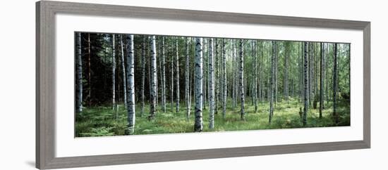 White Birches Aulanko National Park Finland-null-Framed Photographic Print