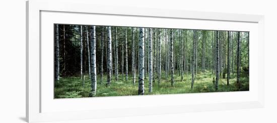 White Birches Aulanko National Park Finland-null-Framed Photographic Print