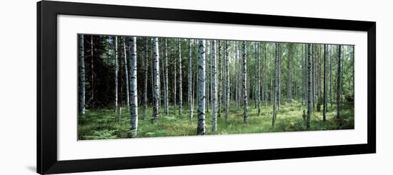 White Birches Aulanko National Park Finland-null-Framed Photographic Print