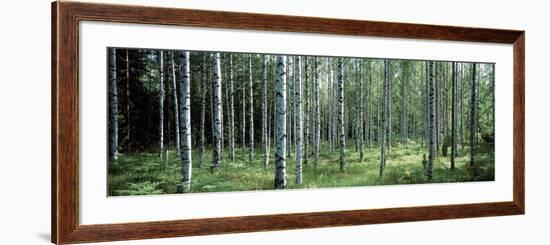 White Birches Aulanko National Park Finland-null-Framed Photographic Print