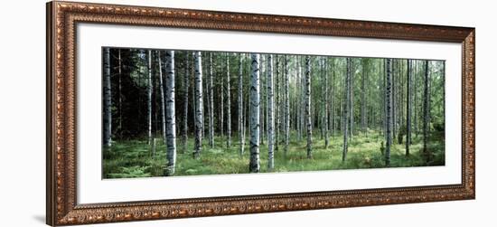 White Birches Aulanko National Park Finland-null-Framed Photographic Print