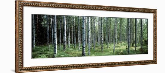 White Birches Aulanko National Park Finland-null-Framed Photographic Print