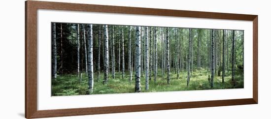 White Birches Aulanko National Park Finland-null-Framed Photographic Print