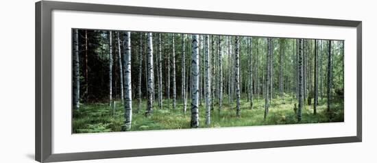 White Birches Aulanko National Park Finland-null-Framed Photographic Print