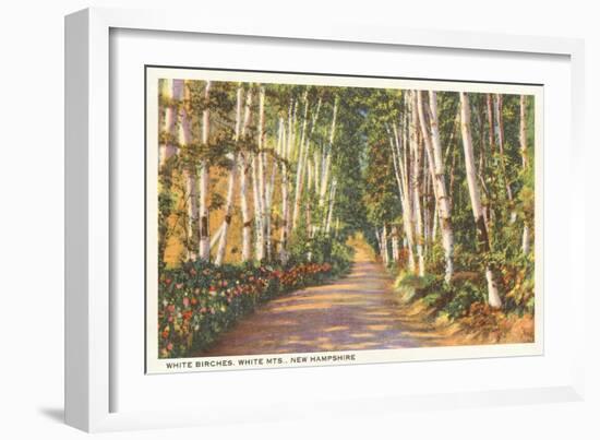 White Birches, New Hampshire-null-Framed Art Print