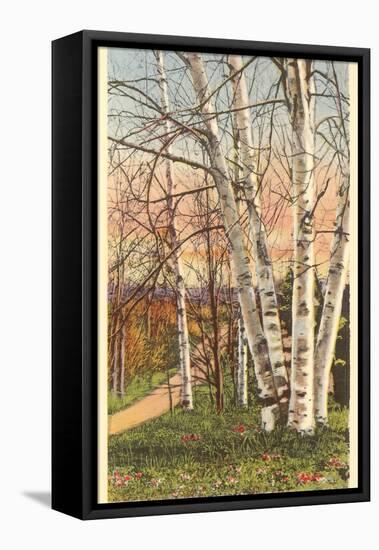 White Birches of Northern Michigan-null-Framed Stretched Canvas