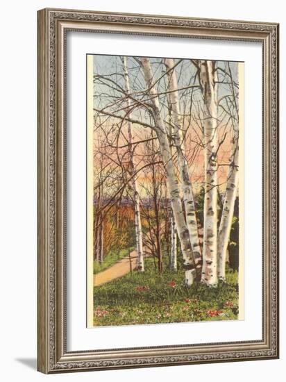 White Birches of Northern Michigan-null-Framed Art Print