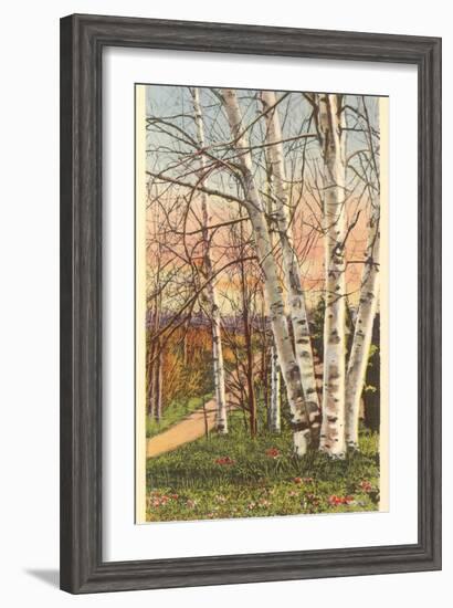 White Birches of Northern Michigan-null-Framed Art Print