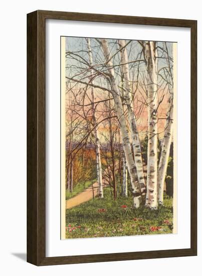 White Birches of Northern Michigan-null-Framed Art Print