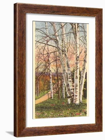 White Birches of Northern Michigan-null-Framed Art Print