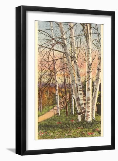 White Birches of Northern Michigan-null-Framed Art Print