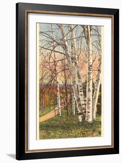 White Birches of Northern Michigan-null-Framed Art Print