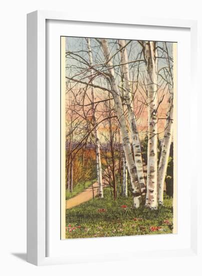 White Birches of Northern Michigan-null-Framed Art Print
