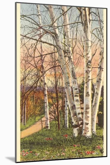 White Birches of Northern Michigan-null-Mounted Art Print