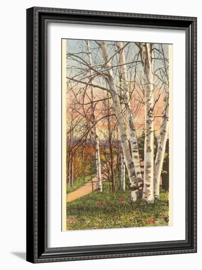 White Birches of Northern Michigan-null-Framed Art Print