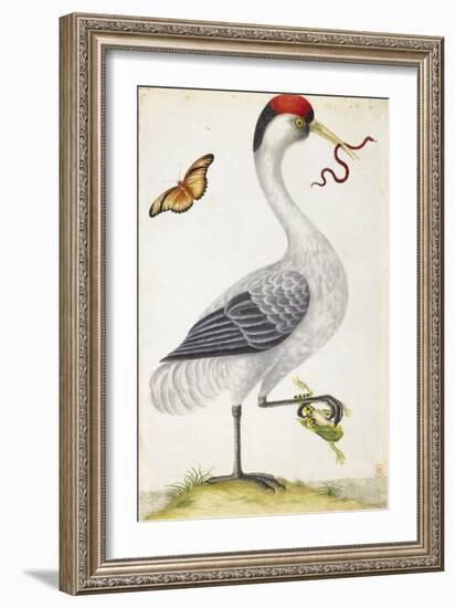 White Bird, with Red and Black Crest, a Snake in its Mouth-Maria Sibylla Merian-Framed Premium Giclee Print