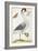 White Bird, with Red and Black Crest, a Snake in its Mouth-Maria Sibylla Merian-Framed Premium Giclee Print