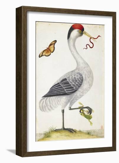 White Bird, with Red and Black Crest, a Snake in its Mouth-Maria Sibylla Merian-Framed Premium Giclee Print