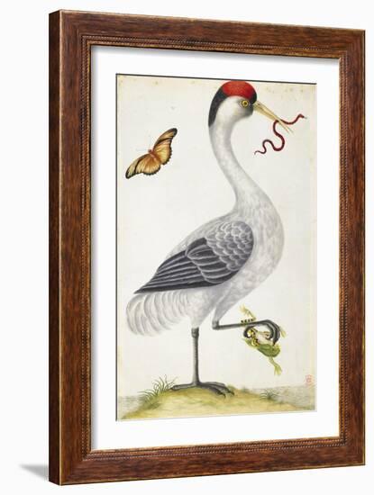 White Bird, with Red and Black Crest, a Snake in its Mouth-Maria Sibylla Merian-Framed Premium Giclee Print