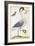 White Bird, with Red and Black Crest, a Snake in its Mouth-Maria Sibylla Merian-Framed Premium Giclee Print