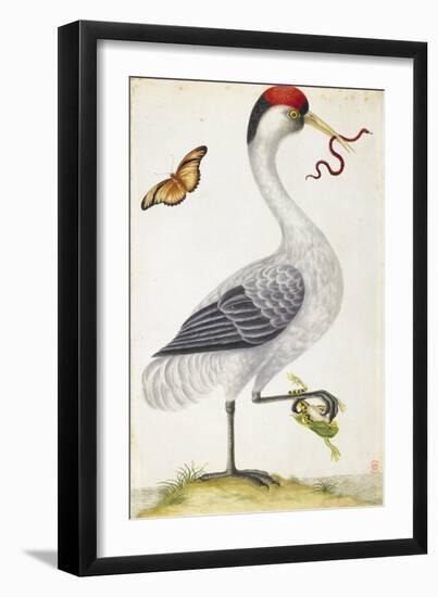 White Bird, with Red and Black Crest, a Snake in its Mouth-Maria Sibylla Merian-Framed Premium Giclee Print