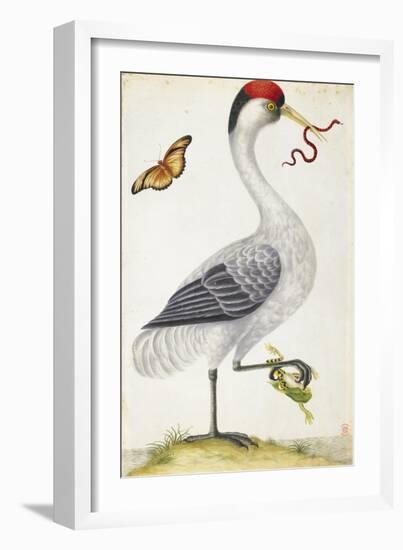 White Bird, with Red and Black Crest, a Snake in its Mouth-Maria Sibylla Merian-Framed Premium Giclee Print