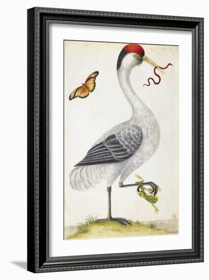 White Bird, with Red and Black Crest, a Snake in its Mouth-Maria Sibylla Merian-Framed Premium Giclee Print