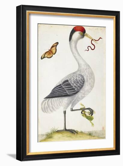 White Bird, with Red and Black Crest, a Snake in its Mouth-Maria Sibylla Merian-Framed Premium Giclee Print