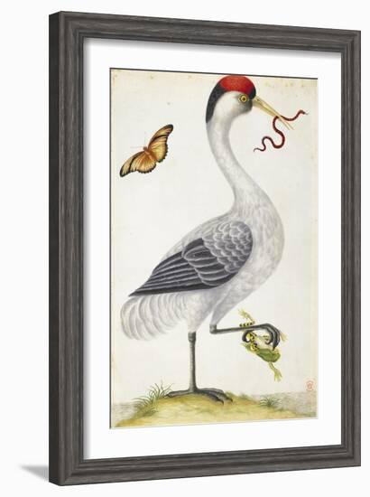 White Bird, with Red and Black Crest, a Snake in its Mouth-Maria Sibylla Merian-Framed Art Print