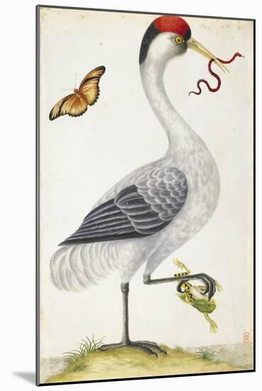 White Bird, with Red and Black Crest, a Snake in its Mouth-Maria Sibylla Merian-Mounted Art Print