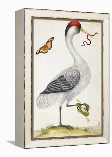 White Bird, with Red and Black Crest, a Snake in its Mouth-Maria Sibylla Merian-Framed Stretched Canvas