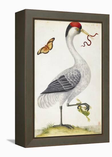 White Bird, with Red and Black Crest, a Snake in its Mouth-Maria Sibylla Merian-Framed Stretched Canvas