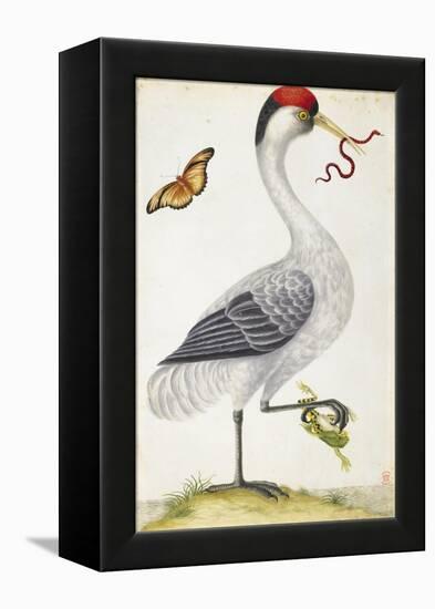 White Bird, with Red and Black Crest, a Snake in its Mouth-Maria Sibylla Merian-Framed Stretched Canvas