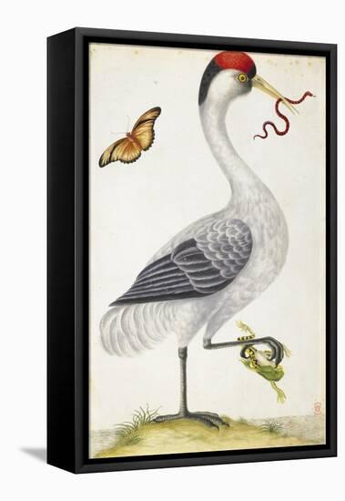 White Bird, with Red and Black Crest, a Snake in its Mouth-Maria Sibylla Merian-Framed Stretched Canvas