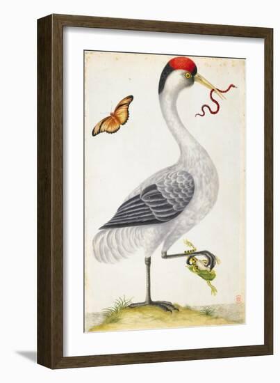 White Bird, with Red and Black Crest, a Snake in its Mouth-Maria Sibylla Merian-Framed Art Print