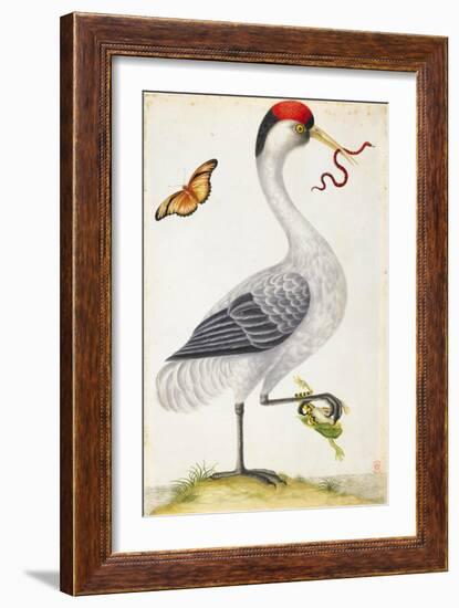 White Bird, with Red and Black Crest, a Snake in its Mouth-Maria Sibylla Merian-Framed Art Print