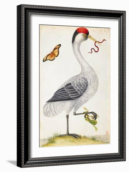 White Bird, with Red and Black Crest, a Snake in its Mouth-Maria Sibylla Merian-Framed Art Print